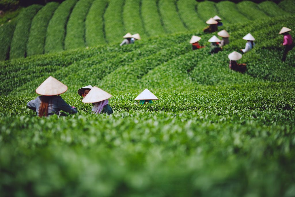 Người hái chè trên đồi chè xanh ở Mộc Châu